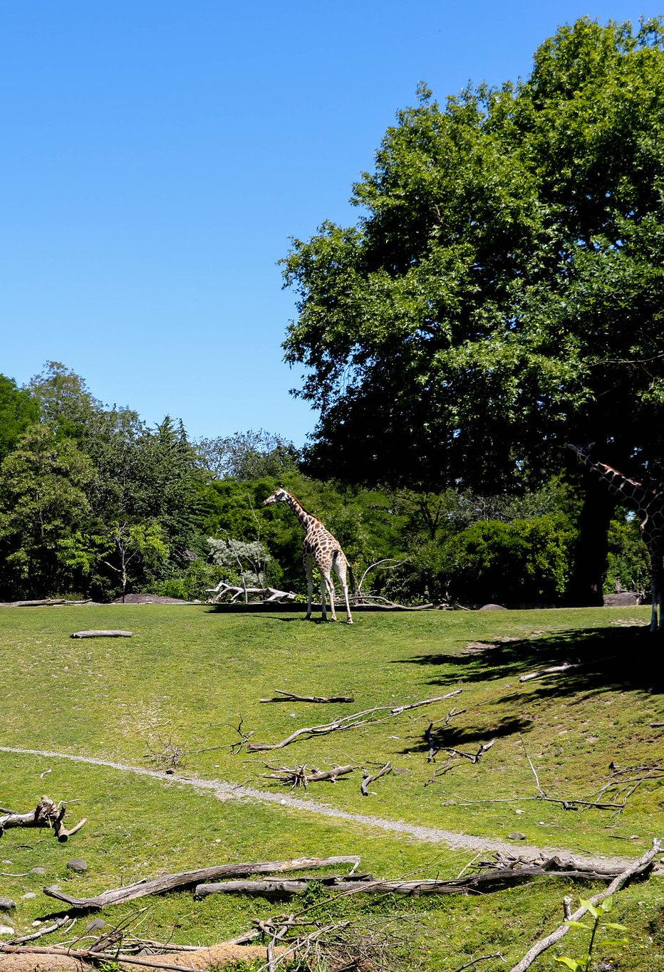 Woodland Park Zoo